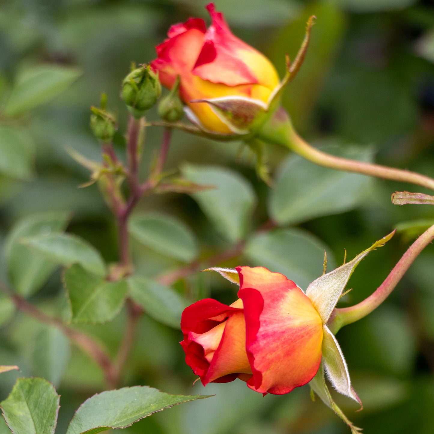 Bush Rose Ketchup And Mustard - 20cm Pot
