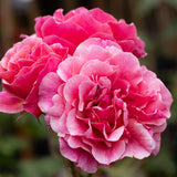 Bush Rose Duet - 20cm Pot