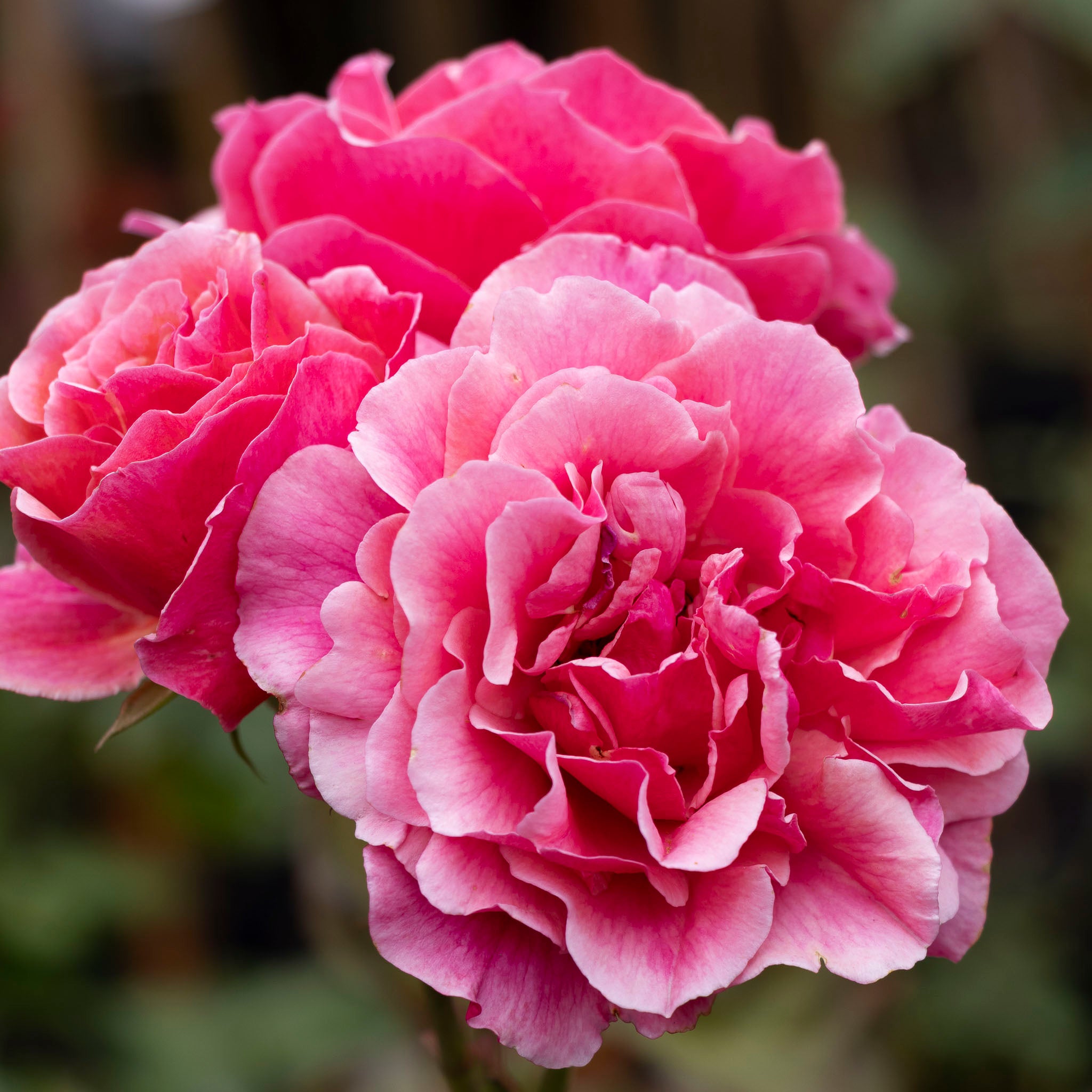 Bush Rose Duet - 20cm Pot