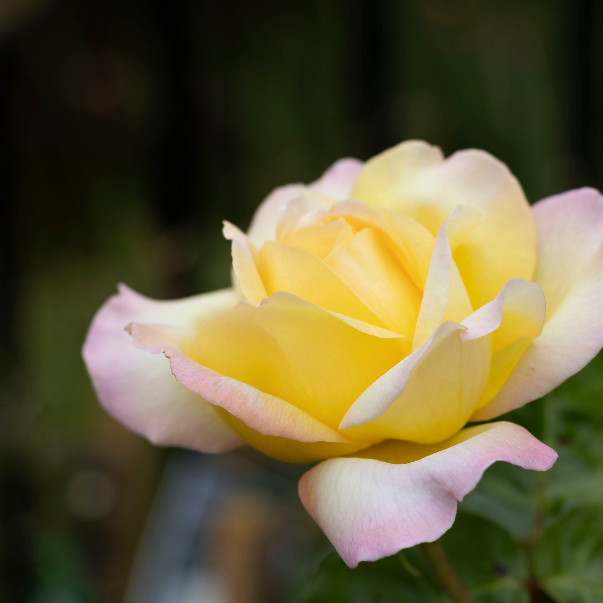 Standard Rose Peace - 90cm/3ft | 20cm Pot