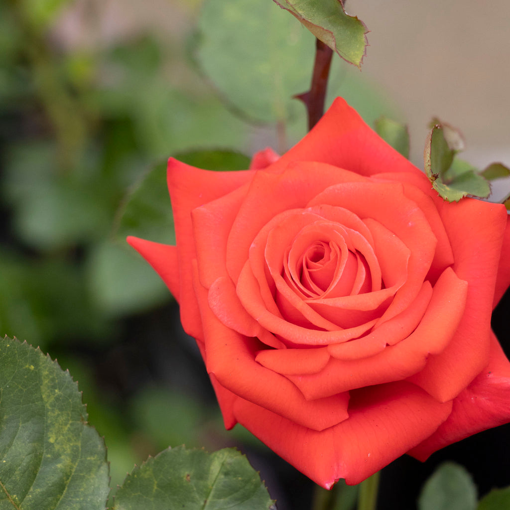 Bush Rose Happy Anniversary - 20cm Pot