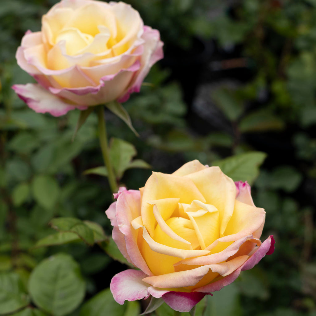 Bush Rose The Sister's Rose - 20cm Pot