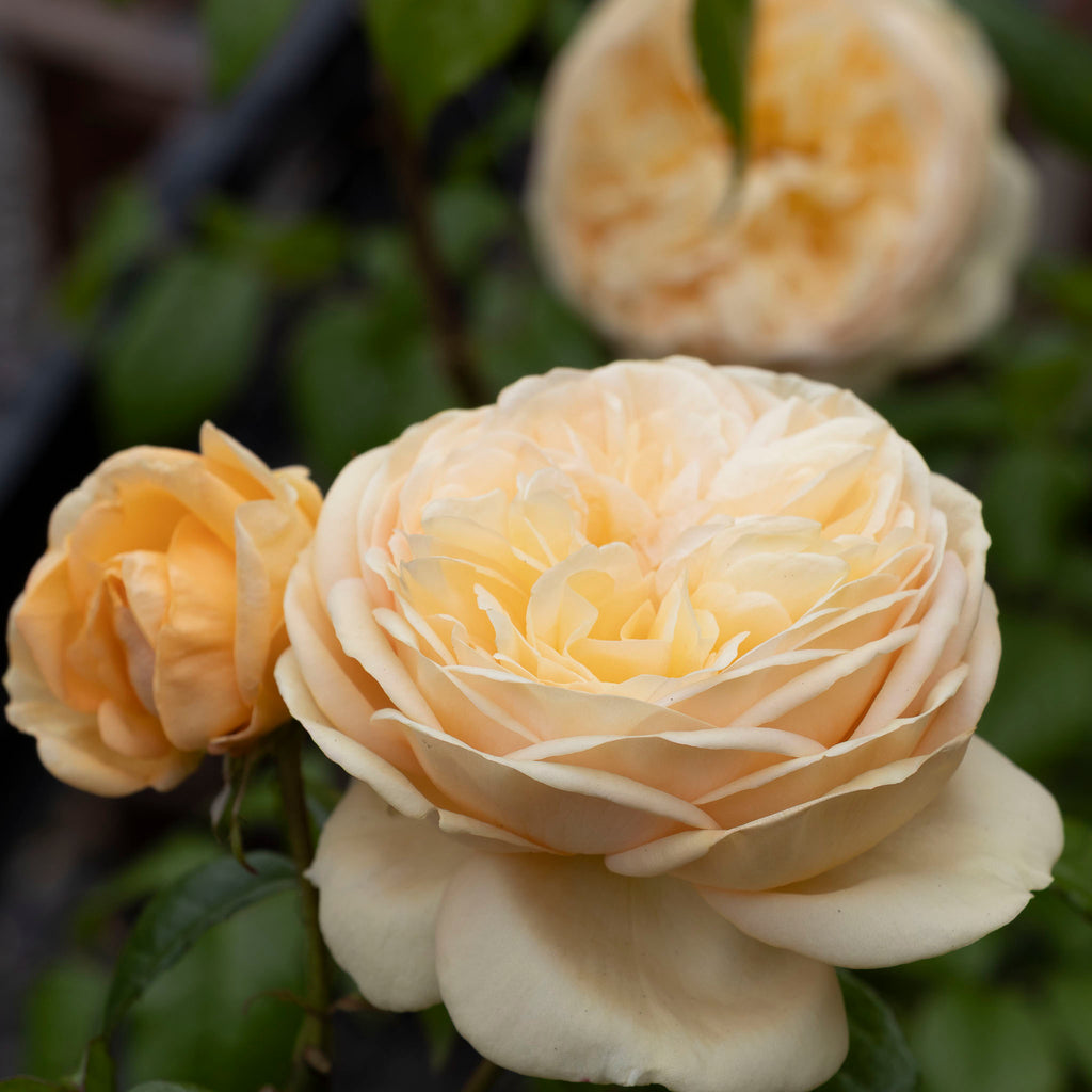 Bush Rose Lioness - 20cm Pot