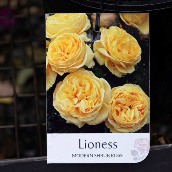 Bush Rose Lioness - 20cm Pot