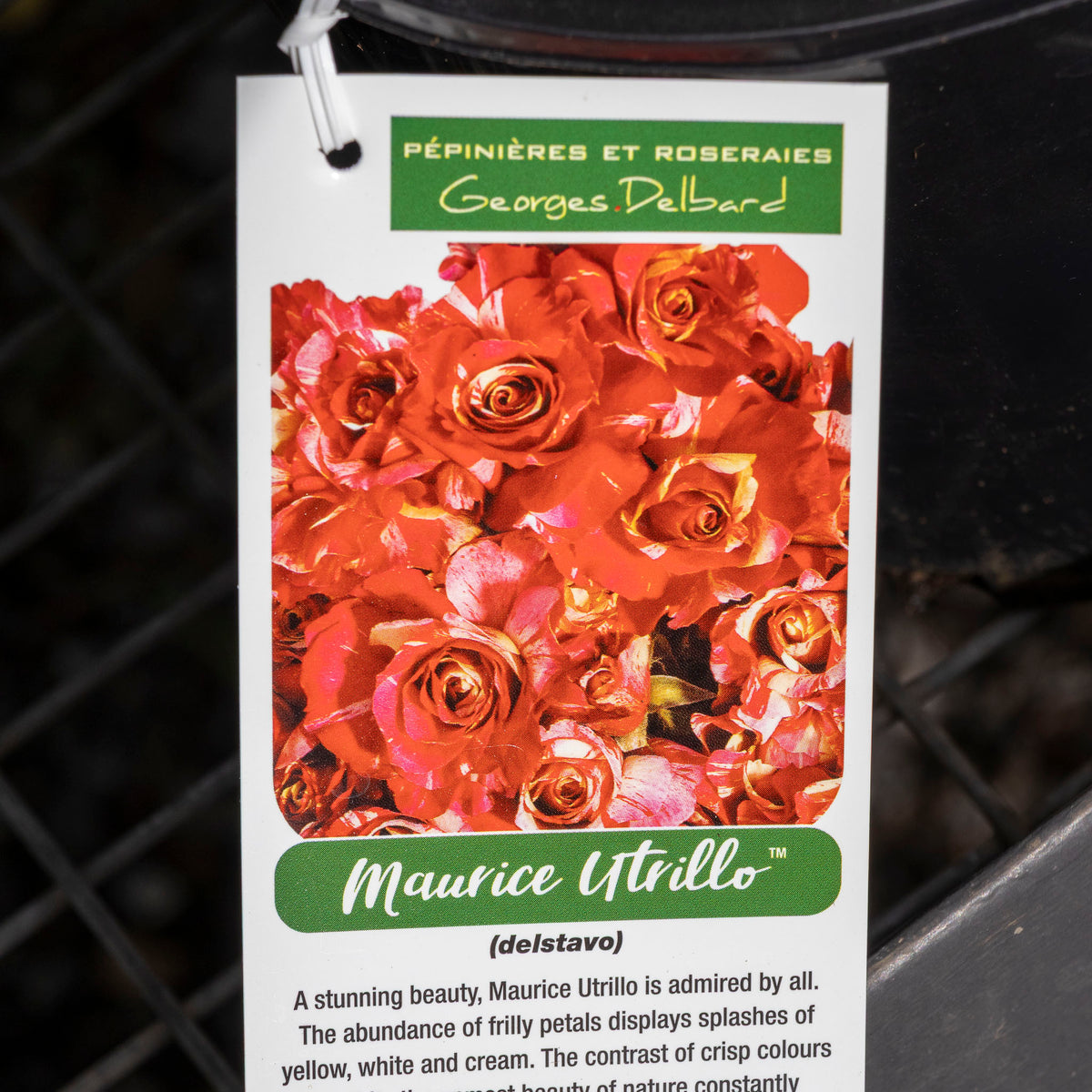 Delbard Rose Maurice Utrillo - 20cm Pot