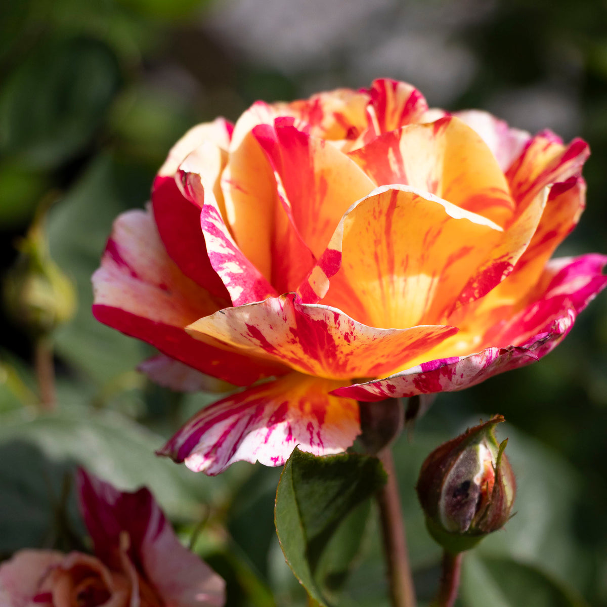 Delbard Rose Maurice Utrillo - 20cm Pot