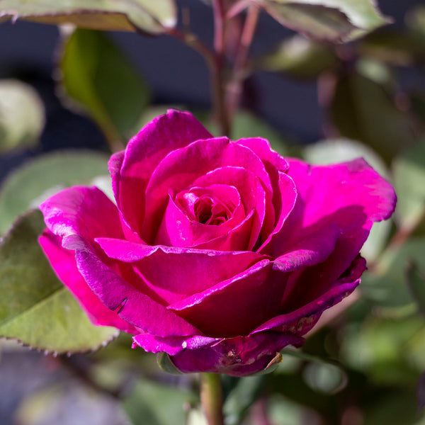 Bush Rose Blackberry Nip - 20cm Pot