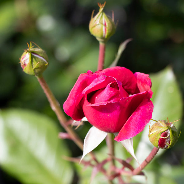 Climbing Rose Ultraviolet - 20cm Pot
