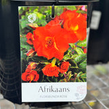 Bush Rose Afrikaans - 20cm Pot