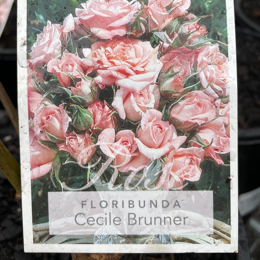 Bush Rose Cecile Brunner - 20cm Pot