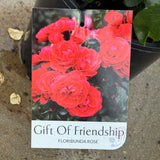 Bush Rose Gift Of Friendship - 20cm Pot
