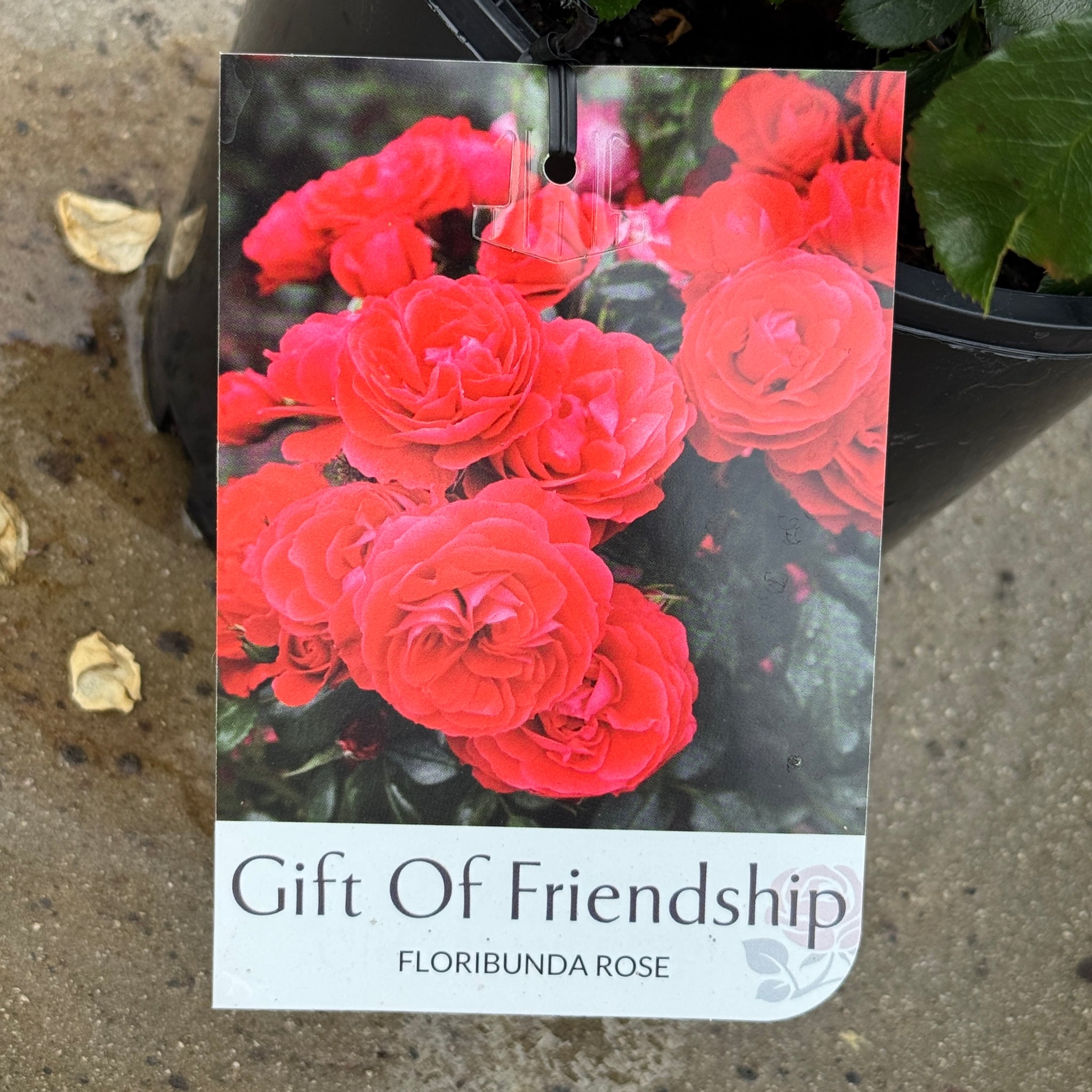 Bush Rose Gift Of Friendship - 20cm Pot