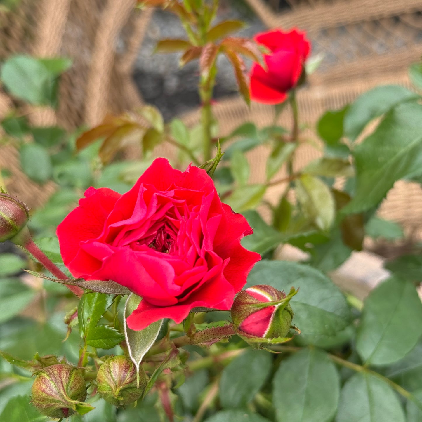 Bush Rose Gift Of Friendship - 20cm Pot