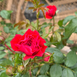 Bush Rose Gift Of Friendship - 20cm Pot