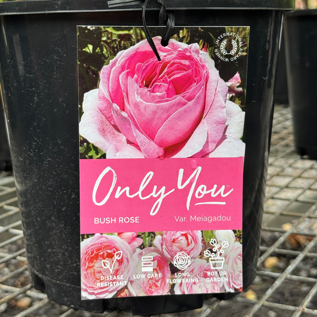Bush Rose Only You - 20cm Pot