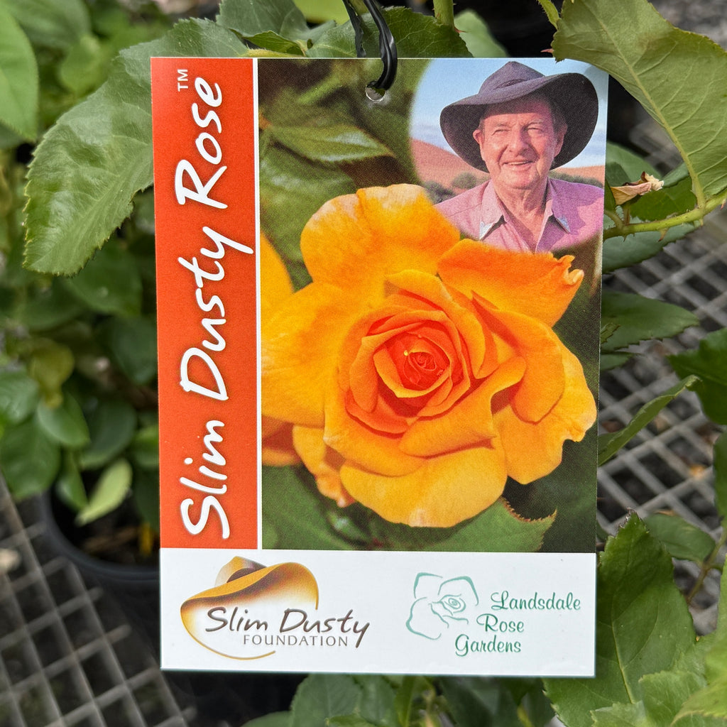 Bush Rose Slim Dusty - 20cm Pot