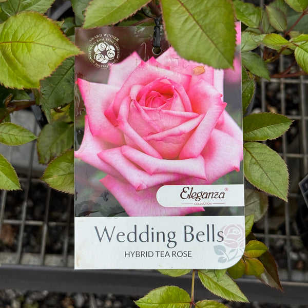 Bush Rose Wedding Bells - 20cm Pot