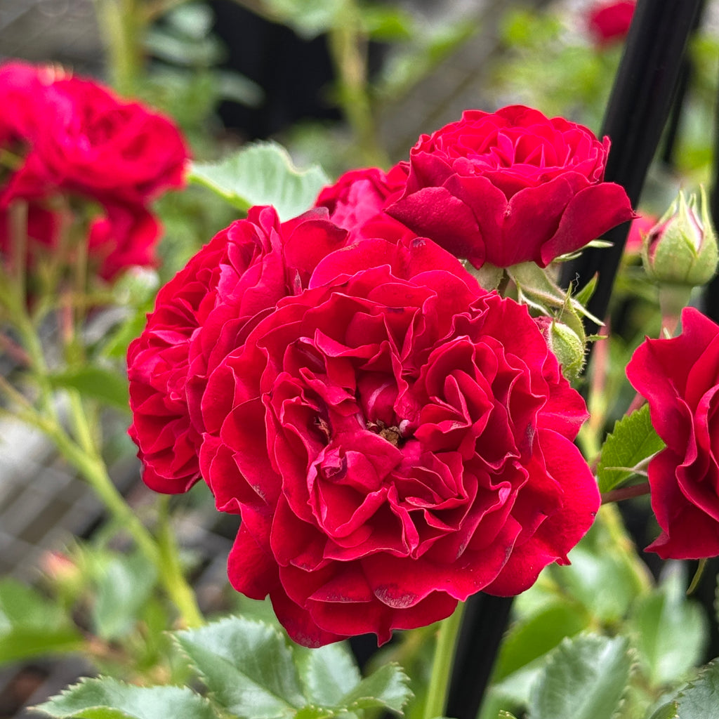 Climbing Rose Crimson Siluetta - 20cm Pot