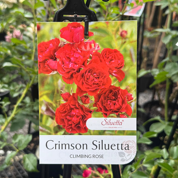 Climbing Rose Crimson Siluetta - 20cm Pot