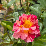 Delbard Rose Edgar Degas - 20cm Pot