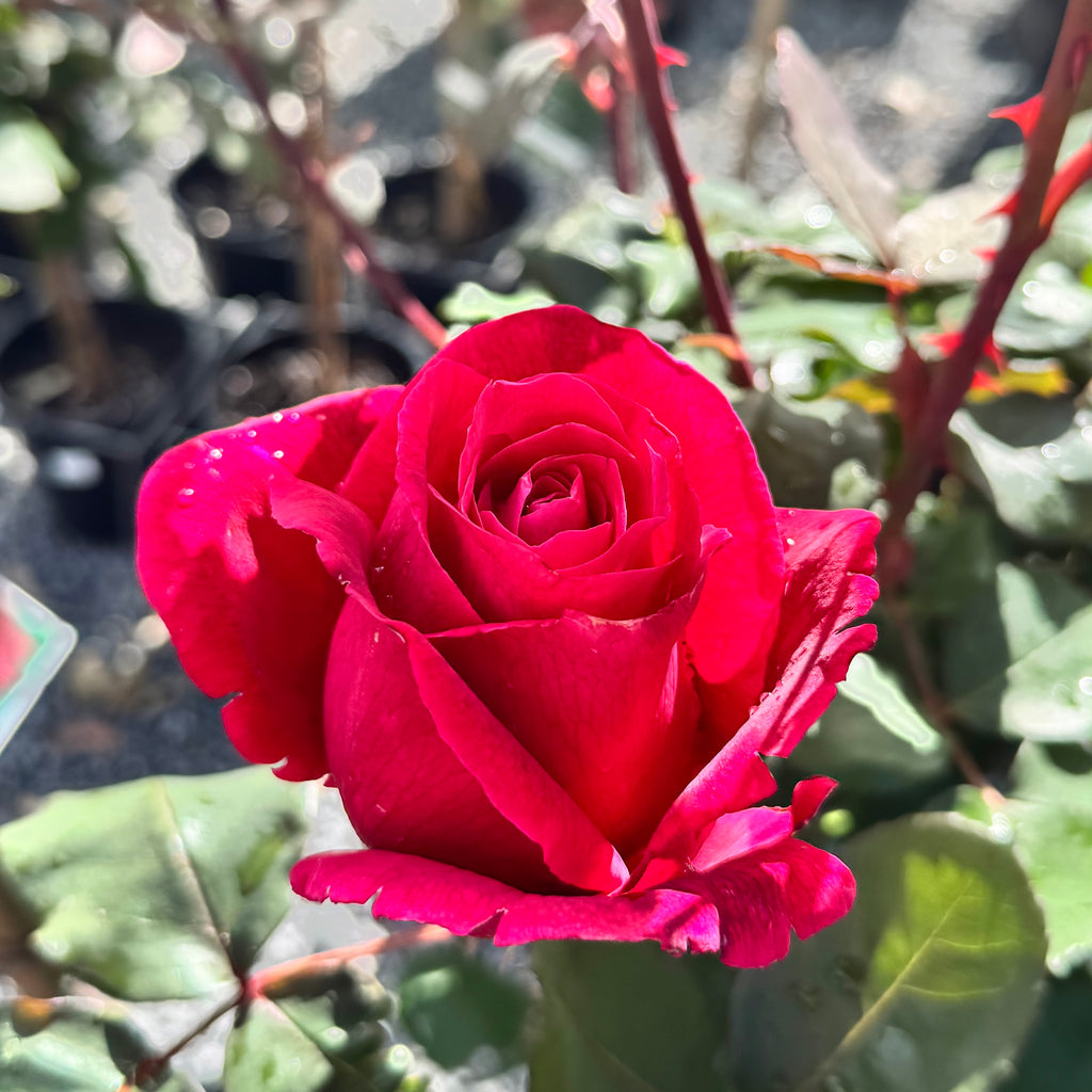 Climbing Rose Mr Lincoln - 20cm Pot