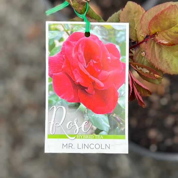 Climbing Rose Mr Lincoln - 20cm Pot