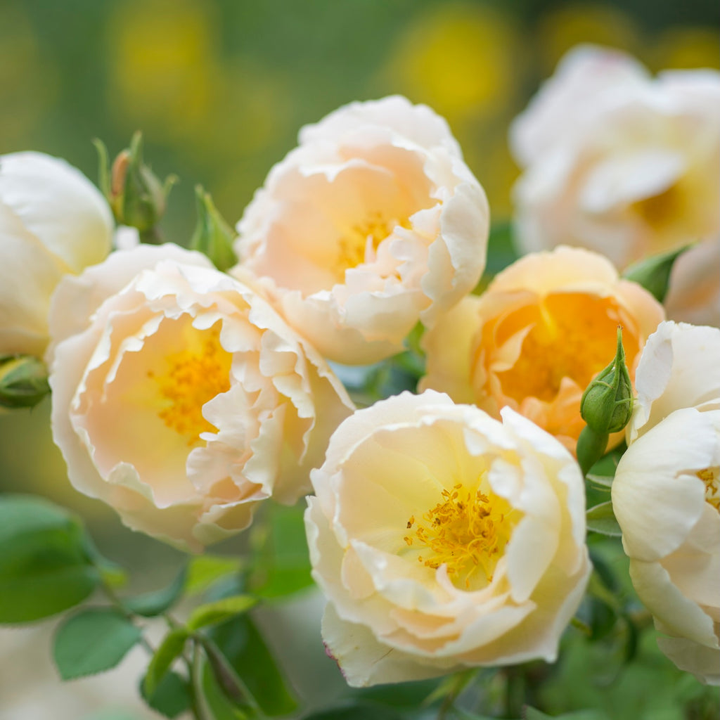 David Austin Bush Rose Compte De Champagne - 20cm Pot