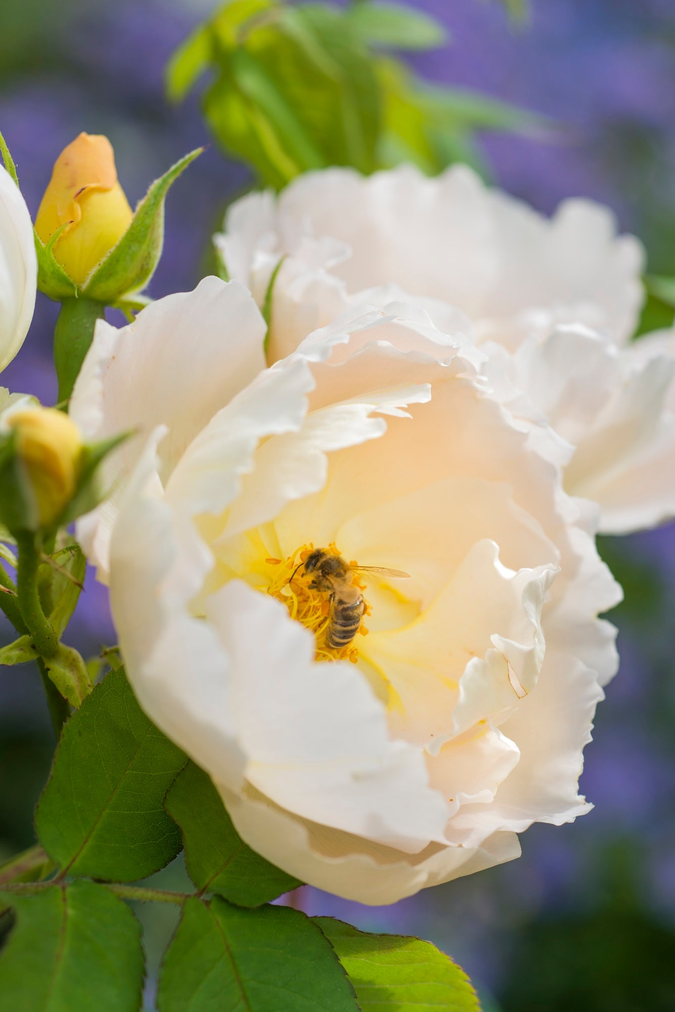 David Austin Bush Rose Compte De Champagne - 20cm Pot