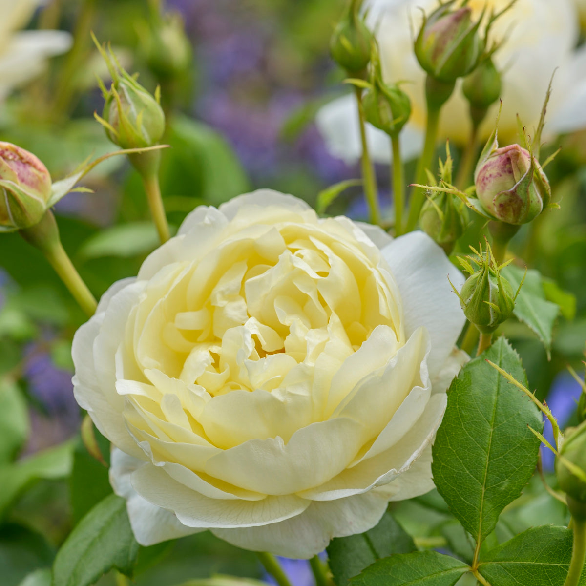 David Austin Bush Rose Vanessa Bell - 20cm Pot – Warran Glen Garden ...