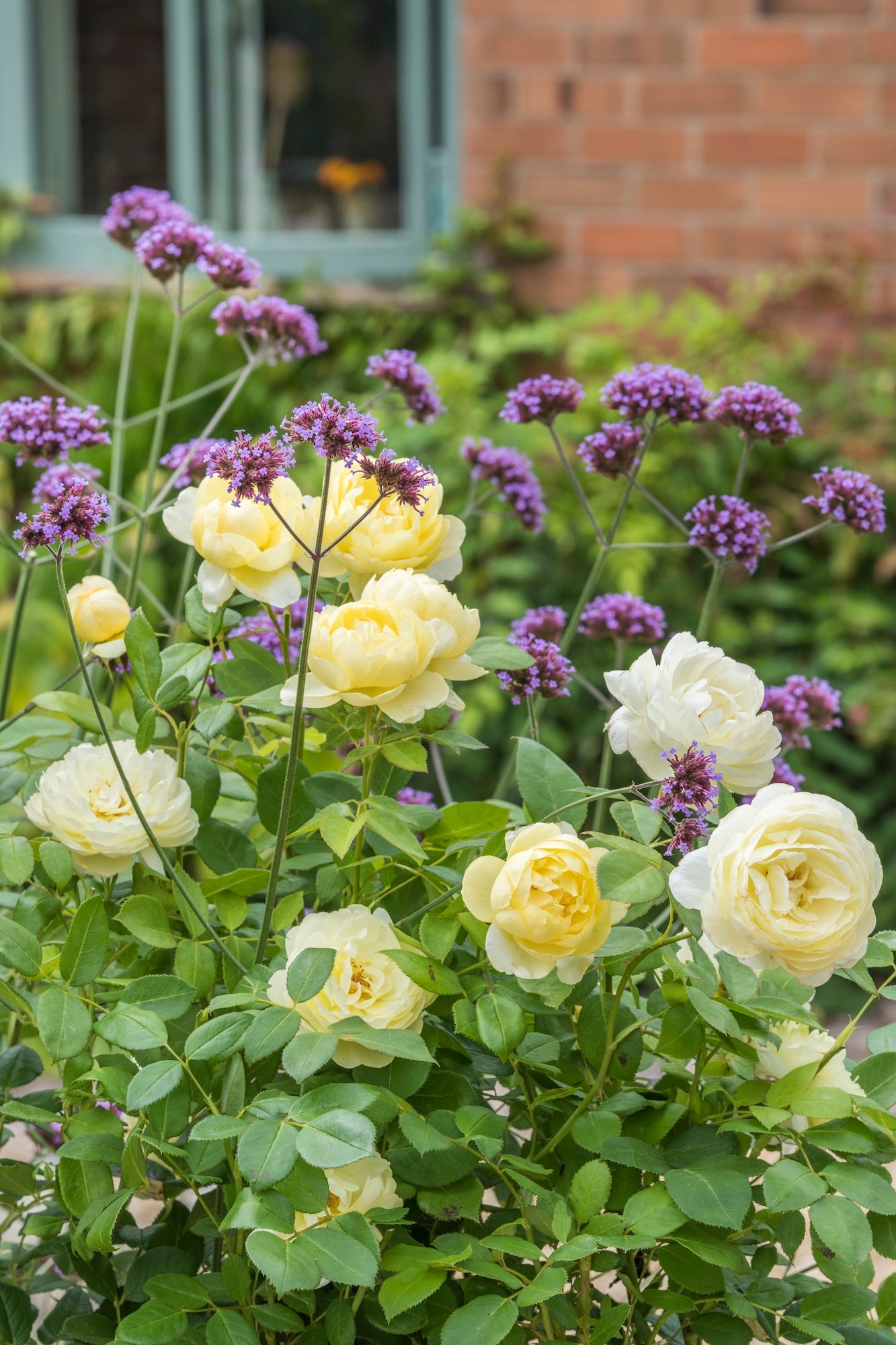 David Austin Bush Rose Vanessa Bell - 20cm Pot