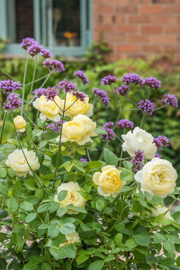 David Austin Bush Rose Vanessa Bell - 20cm Pot