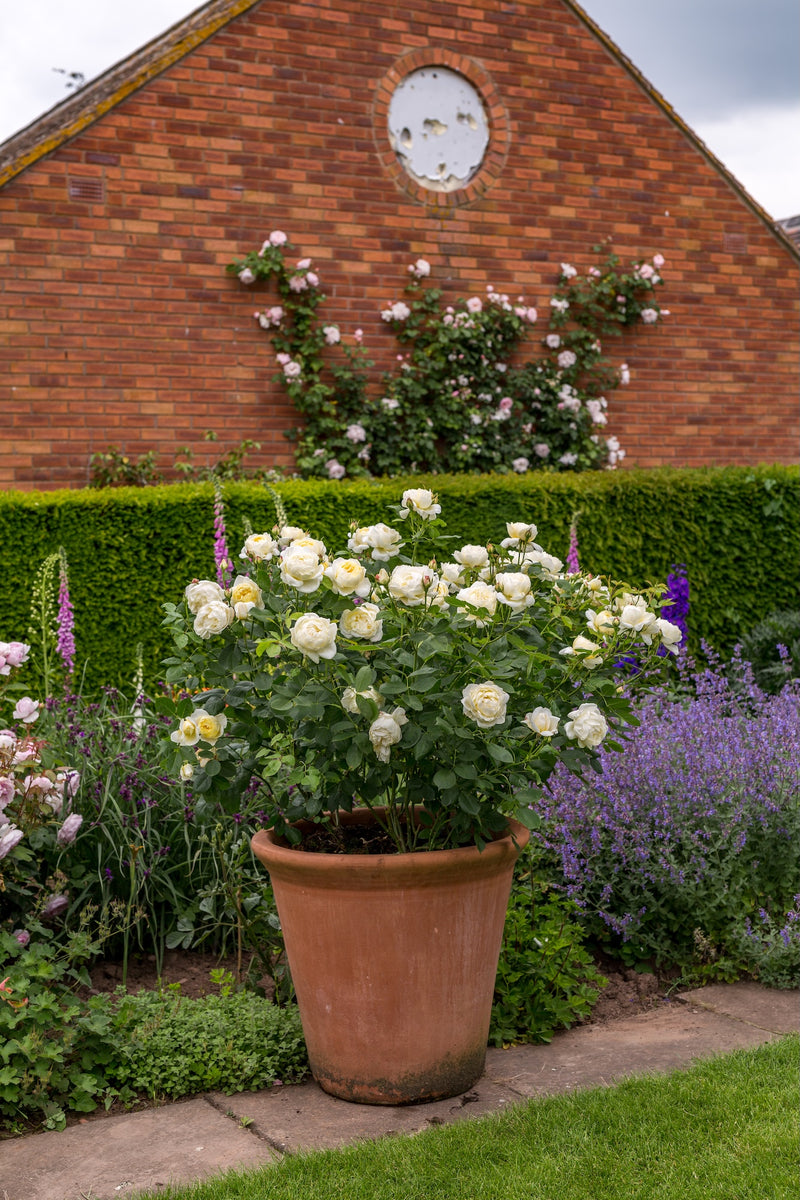 David Austin Bush Rose Vanessa Bell - 20cm Pot – Warran Glen Garden ...