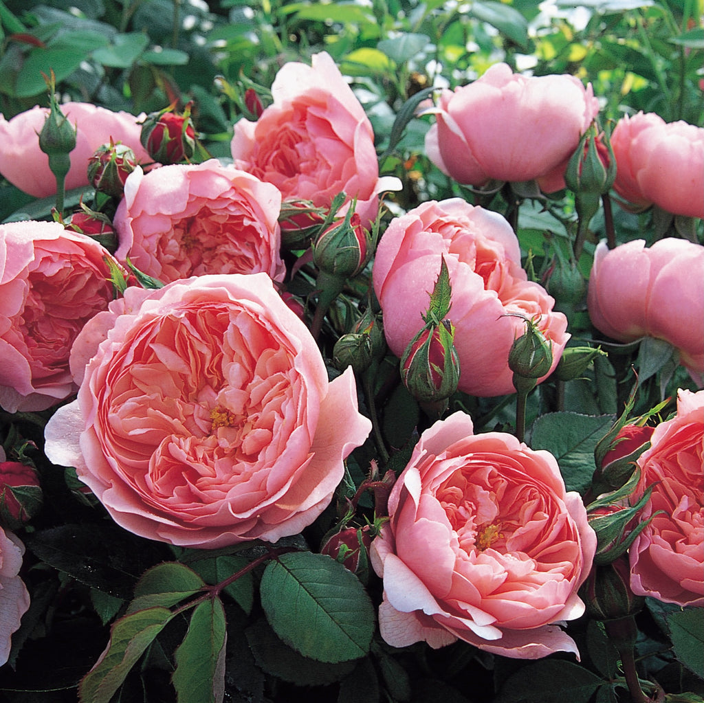 David Austin Rose The Alnwick Rose - 20cm Pot