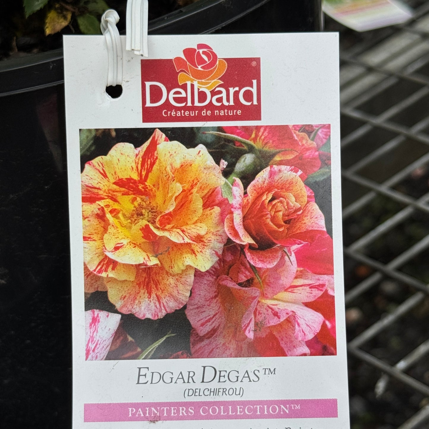Delbard Rose Edgar Degas - 20cm Pot