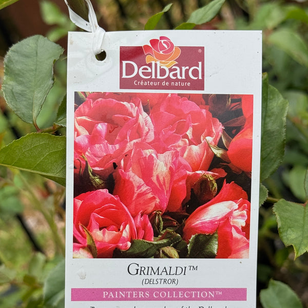 Delbard Rose Grimaldi - 20cm Pot