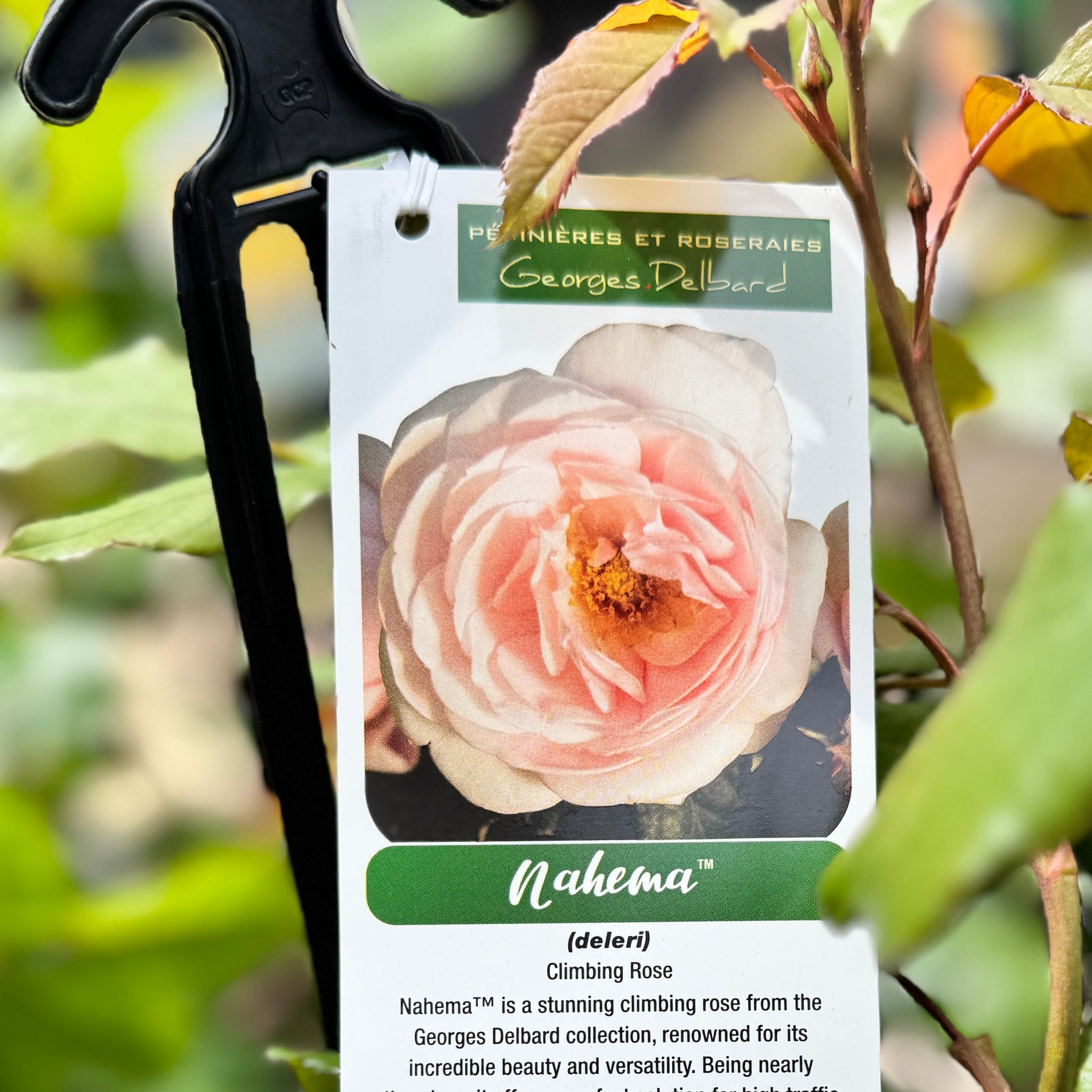 Delbard Rose Nahema - 20cm Pot