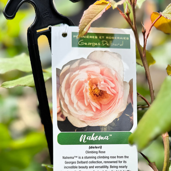 Delbard Rose Nahema - 20cm Pot