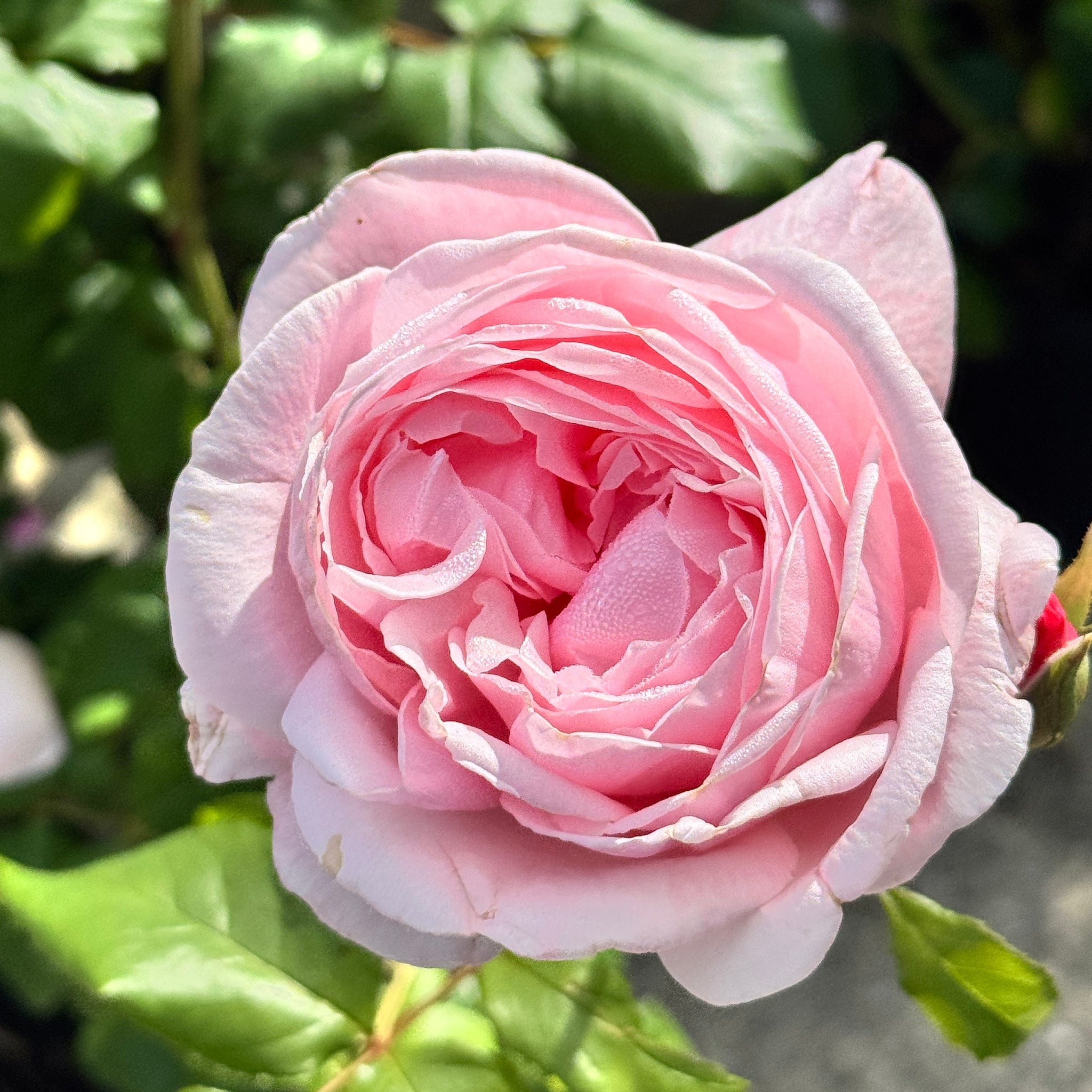 Delbard Rose Nahema - 20cm Pot