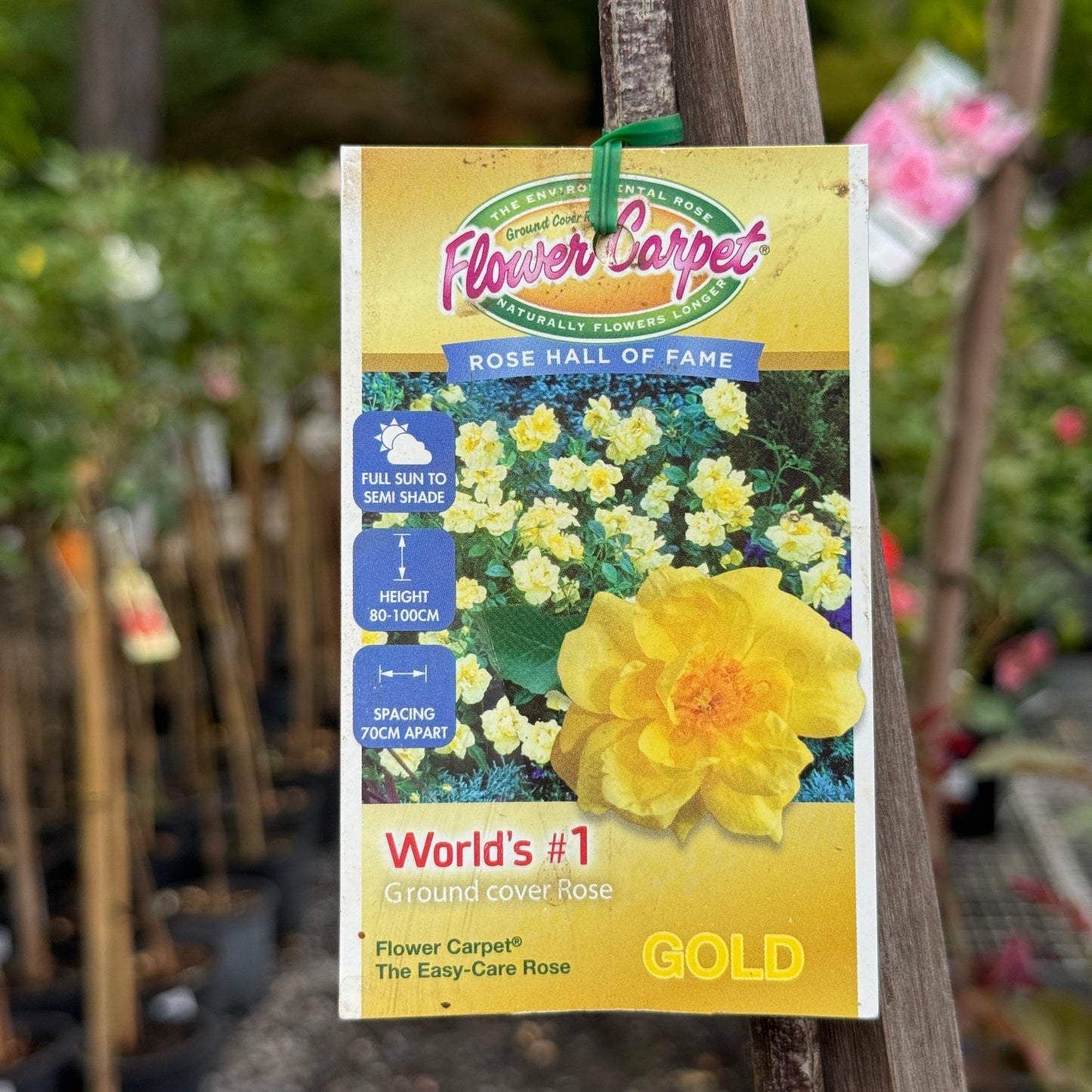 Standard Rose Flower Carpet Gold - 6ft/180cm | 30cm Pot