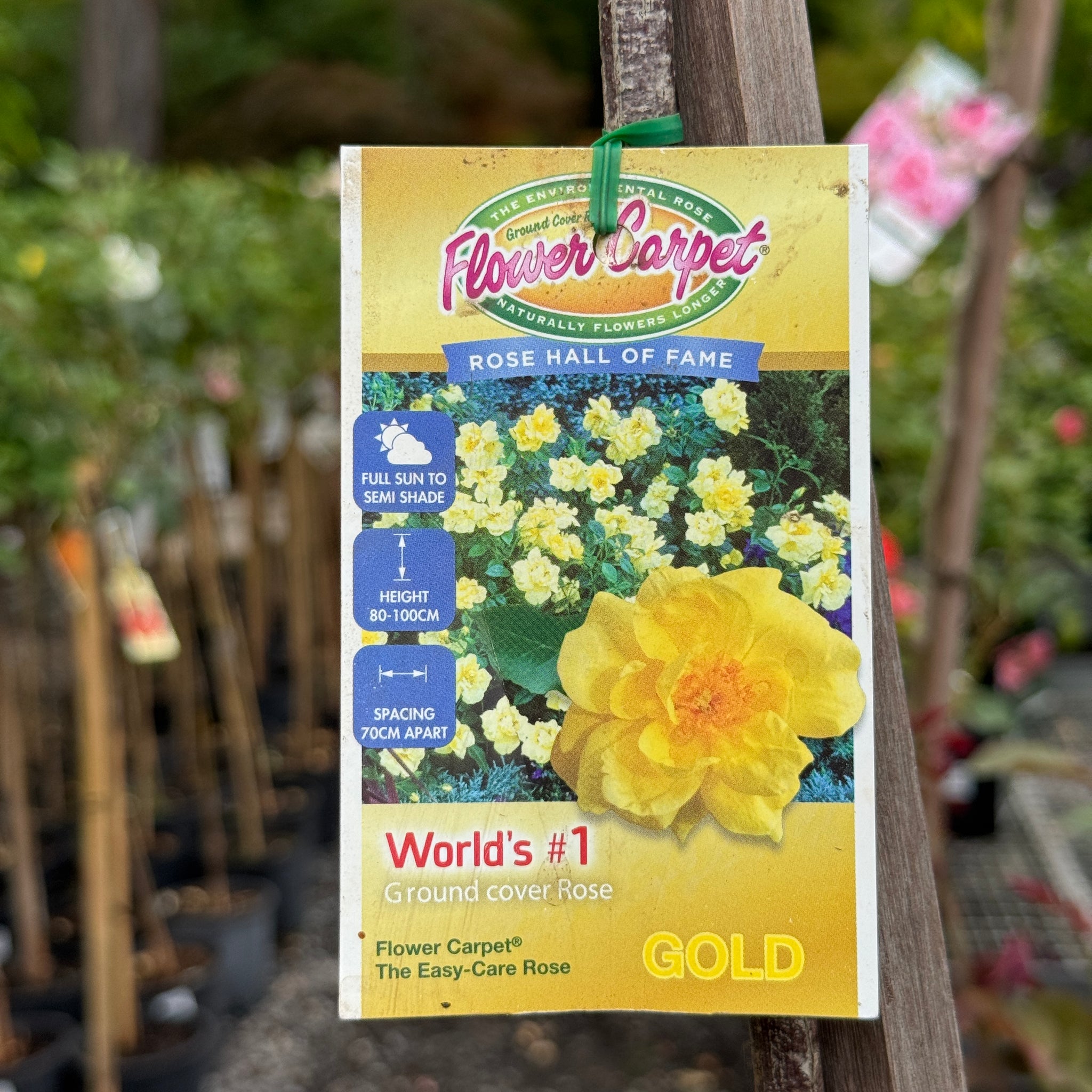 Standard Rose Flower Carpet Gold - 6ft/180cm | 30cm Pot