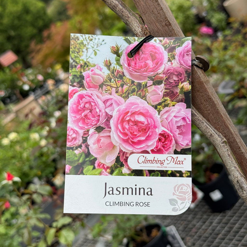 Standard Rose Jasmina - 6ft/180cm | 30cm  Pot