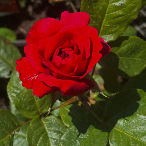 Bush Rose Fathers Love - 20cm Pot