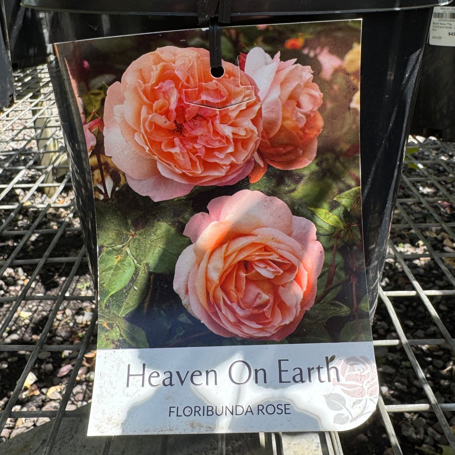 Bush Rose Heaven on Earth - 20cm Pot