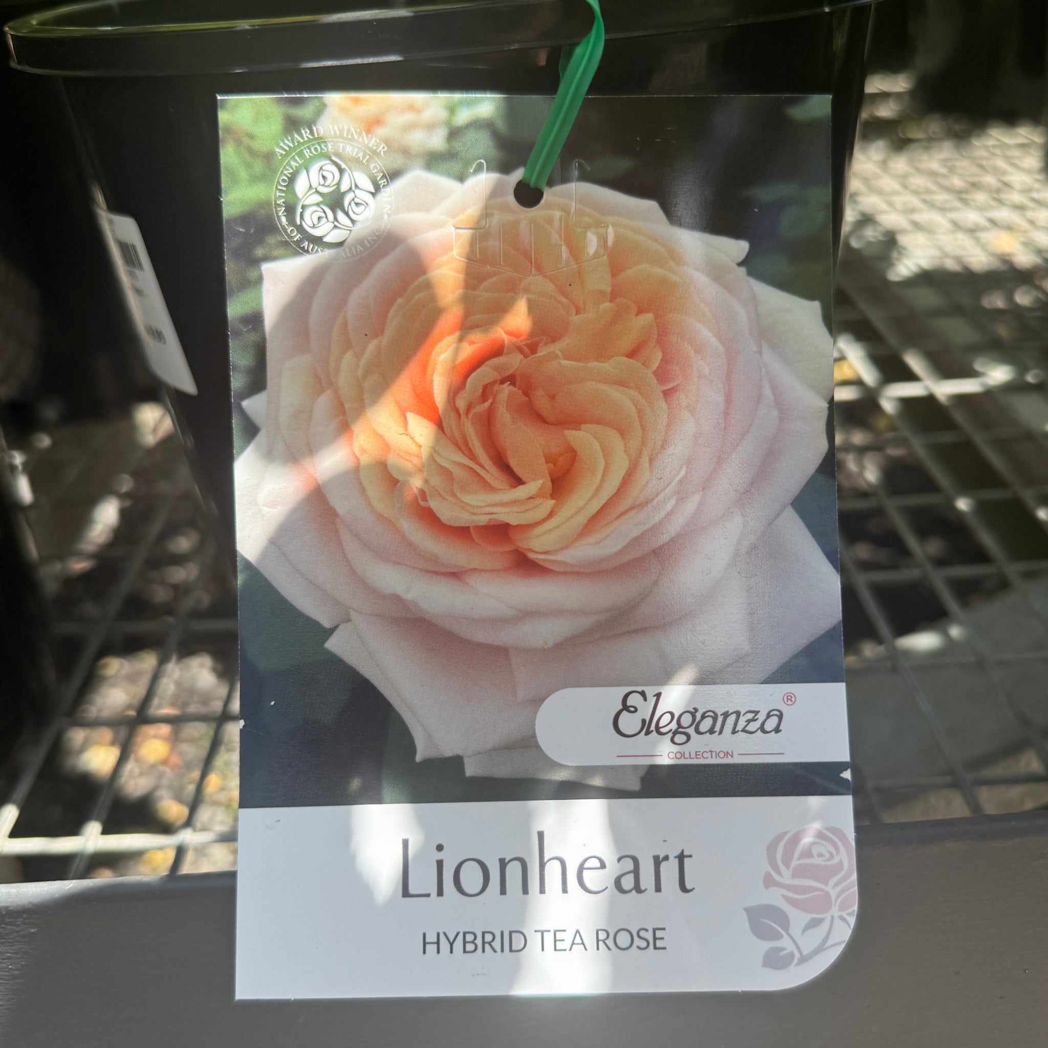 Bush Rose Lionheart - 20cm Pot
