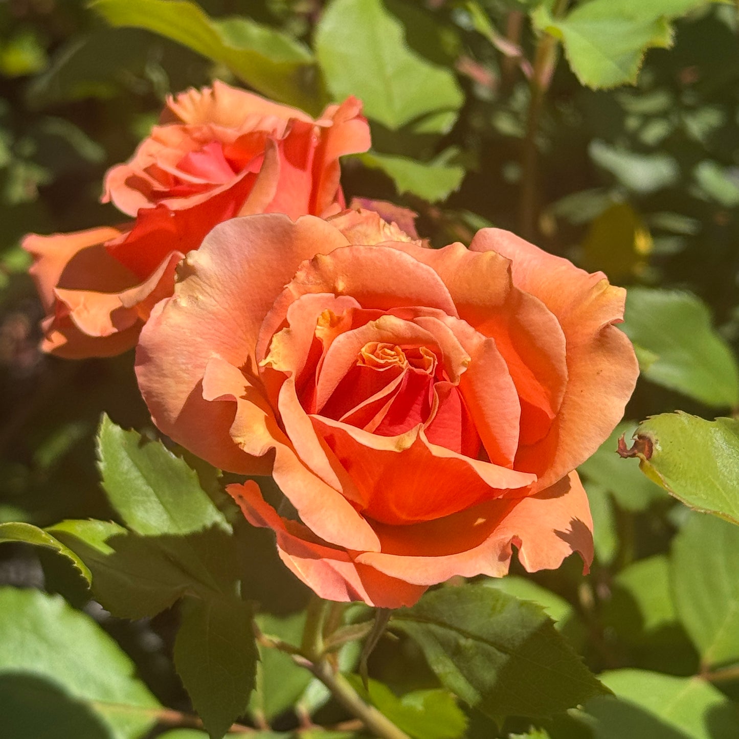 Bush Rose Tuscan Sun - 20cm Pot