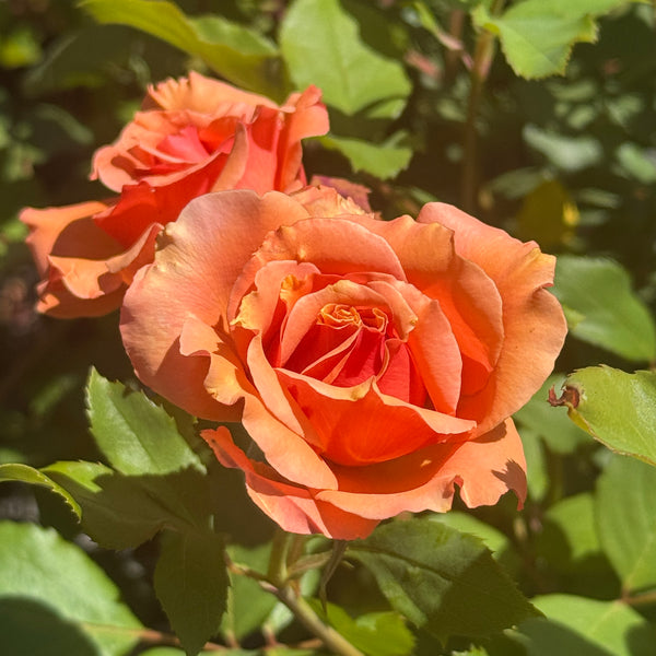 Bush Rose Tuscan Sun - 20cm Pot