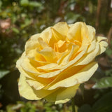 Bush Rose St Patrick - 20cm Pot