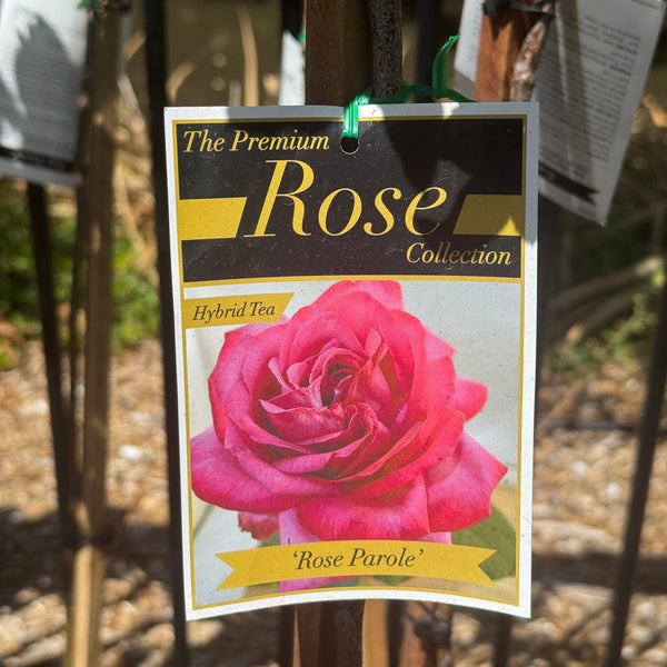Standard Rose Parole - 90cm/3ft | 20cm Pot