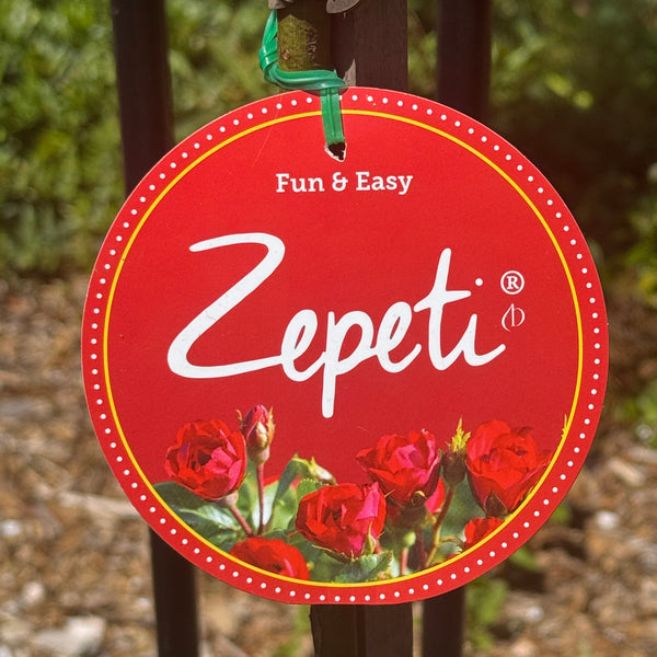 Standard Rose Zepeti - 3ft/90cm | 23cm Pot