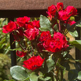 Standard Rose Zepeti - 3ft/90cm | 23cm Pot